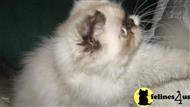 persian kitten posted by pattyshortcake21