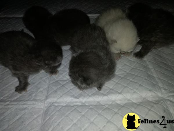 malvina Picture 2