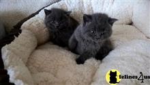 british shorthair cat posted by malvina