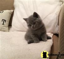 british shorthair kitten posted by malvina