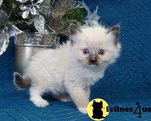ragdoll kitten posted by malvina