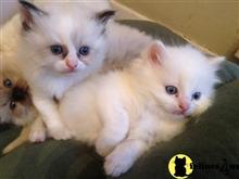 ragdoll kitten posted by malvina