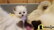ragdoll kitten posted by malvina
