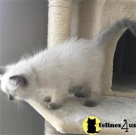 ragdoll kitten posted by malvina
