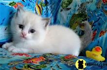 ragdoll kitten posted by malvina