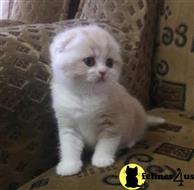 scottish fold kitten posted by malvina