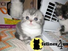 scottish fold kitten posted by malvina