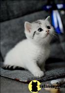scottish fold kitten posted by malvina