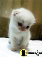 scottish fold kitten posted by malvina