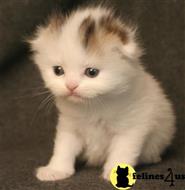 scottish fold kitten posted by malvina