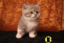 scottish fold kitten posted by malvina