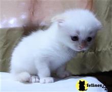scottish fold kitten posted by malvina