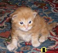 maine coon kitten posted by SK