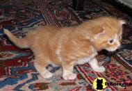 maine coon kitten posted by SK
