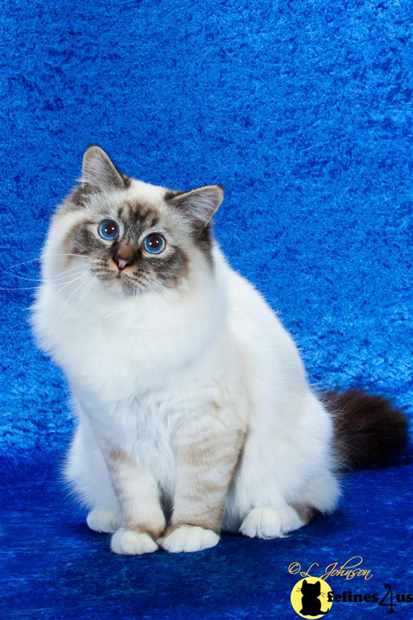 Birman Cat for Sale Grand Premier 11 Yrs and 9 Mths old