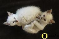 balinese kitten posted by EllenP