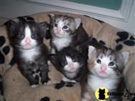 norwegian forest cat kitten posted by becky@fairybellesnfc.co.uk