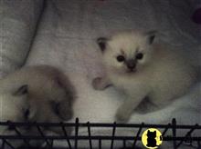 ragdoll kitten posted by Ragdollkittycats@aol.com