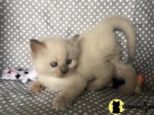 ragdoll kitten posted by Ragdollkittycats@aol.com