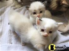 ragdoll kitten posted by Ragdollkittycats@aol.com
