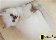 ragdoll kitten posted by Ragdollkittycats@aol.com