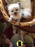 ragdoll kitten posted by Ragdollkittycats@aol.com