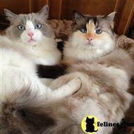ragdoll kitten posted by Ragdollkittycats@aol.com