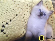 ragdoll kitten posted by Ragdollkittycats@aol.com