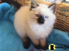 ragdoll kitten posted by Ragdollkittycats@aol.com
