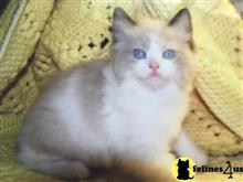 ragdoll kitten posted by Ragdollkittycats@aol.com