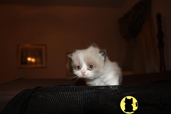 sugrbabies Picture 2