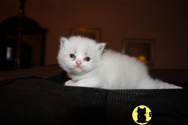 sugrbabies Picture 3
