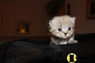 munchkin cat posted by sugrbabies