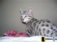 savannah kitten posted by sketler
