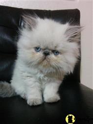 himalayan kitten posted by cameoscattery
