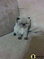 himalayan kitten posted by cameoscattery