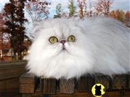 persian cat posted by Catwells