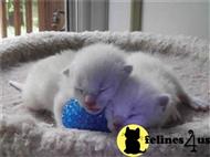 siamese kitten posted by siamese_colorpoints