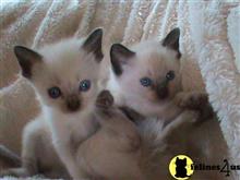 siamese kitten posted by siamese_colorpoints