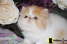 persian kitten posted by Barb Turvold