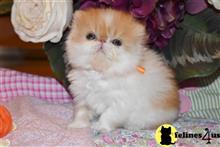 persian kitten posted by Barb Turvold