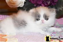 persian kitten posted by Barb Turvold