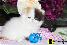 persian kitten posted by Barb Turvold