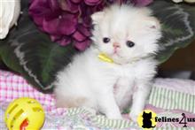 persian kitten posted by Barb Turvold