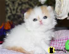 persian kitten posted by Barb Turvold