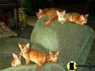 somali kitten posted by riemarkable