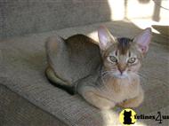 abyssinian kitten posted by riemarkable