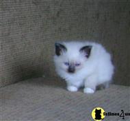 birman kitten posted by riemarkable