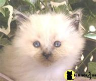 siamese kitten posted by seeyau2
