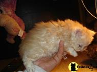 selkirk rex kitten posted by clgray100